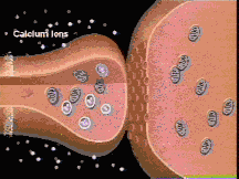 synaptic transmission